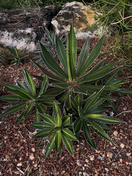 Agave Plant - Compact Agave lophantha 'Splendida' - Low Maintenance Succulent - Drought Tolerant Green Foliage