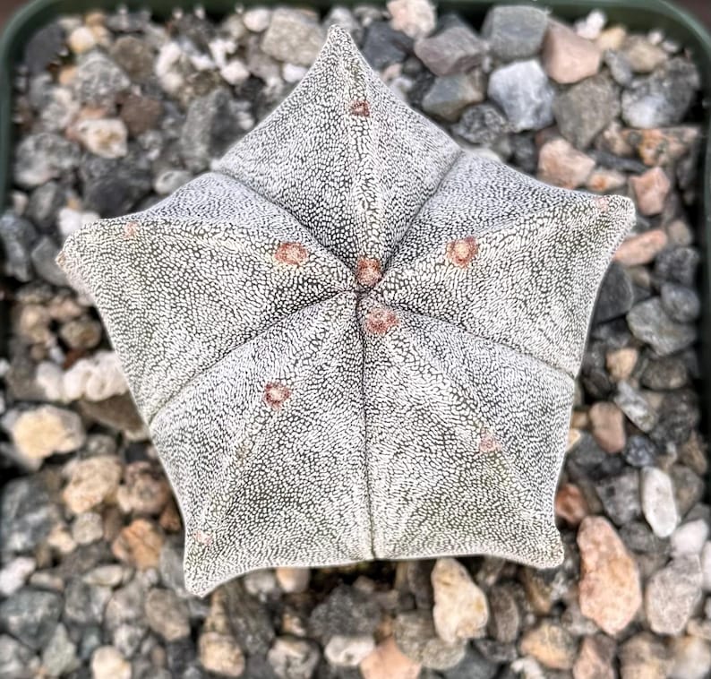 Bishop's Cap Cactus | 4" Live Plant | Astrophytum Myriostigma | Unique Star Shape, Smooth Ribs, Yellow Flowers