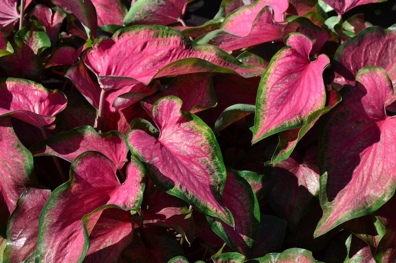 Caladium Bulbs 2 Pack Passion Punch™ Fuchsia Pink & Cream Strap Leaf Bulbs (Caladium) - Rare Variety for Garden