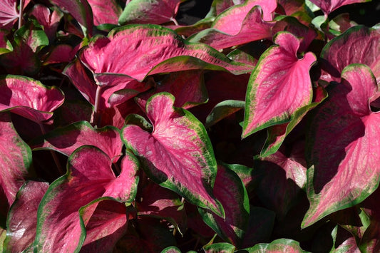 Caladium Bulbs 2 Pack Passion Punch™ Fuchsia Pink & Cream Strap Leaf Bulbs (Caladium) - Rare Variety for Garden