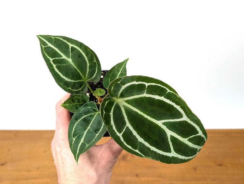 Anthurium Crystallinum Plant - 4" Tropical Houseplant with Sparkling Veins - Exotic Indoor Decor, Anthurium spp.