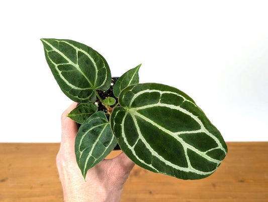Anthurium Crystallinum Plant - 4" Tropical Houseplant with Sparkling Veins - Exotic Indoor Decor, Anthurium spp.