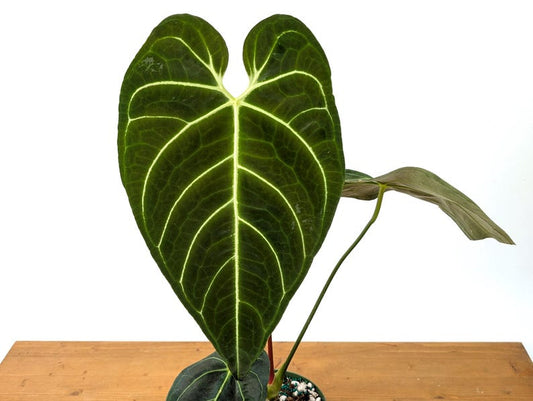 Anthurium Regale Plant - 6 Inch Pot - Tropical Houseplant - Anthurium andreanum - Pet Toxic - Free Hoya Krimson Queen Offer