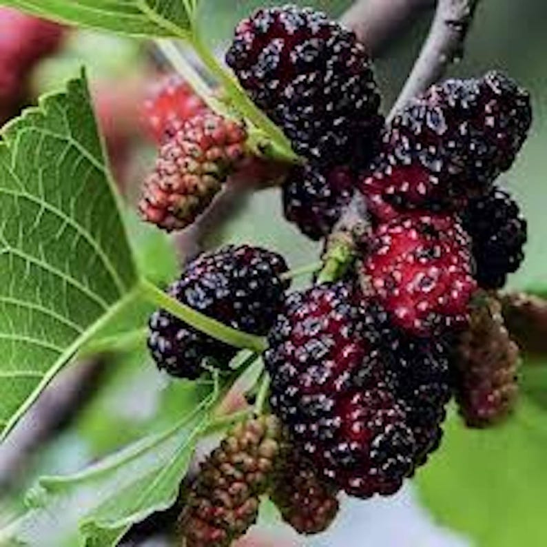 Dwarf Mulberry Tree - 3 Bare Root Everbearing Morus Sp - Cold Hardy Fruit Starter Plants, Native & Self-Pollinating