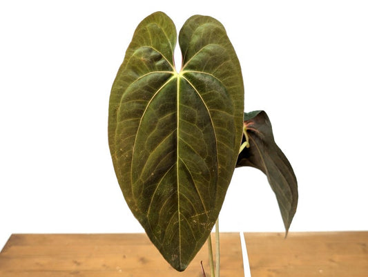 Anthurium Papillilaminum - 4 Inch Tropical Live Plant - Exotic Houseplant - Ideal for High Humidity Environments