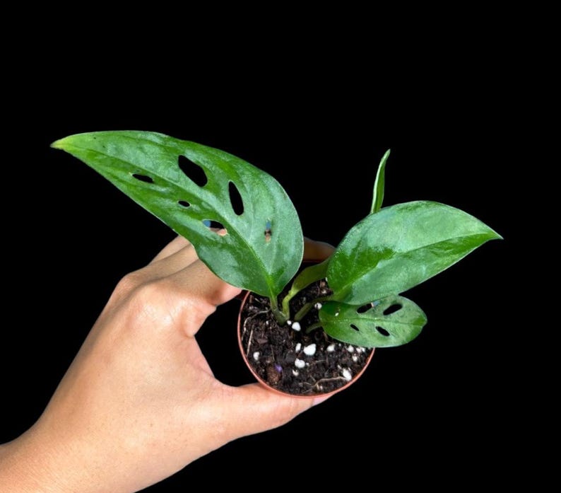 Monstera Swiss Cheese Plant - 3 Inch Grow Pot - Monstera Adansonii - Indoor Air Purifying Houseplant - Unique Fenestrated Leaves