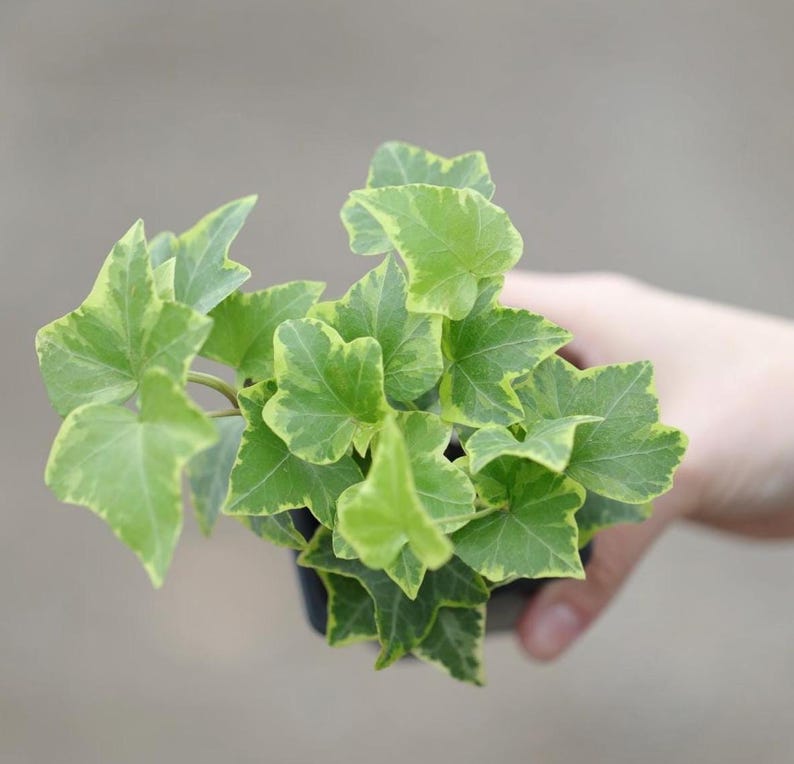 Ivy Gold Child 3" Pot Variegated Vining Houseplant - Hedera Helix - Low Light Indoor Plant for Kids Room or Office Gift