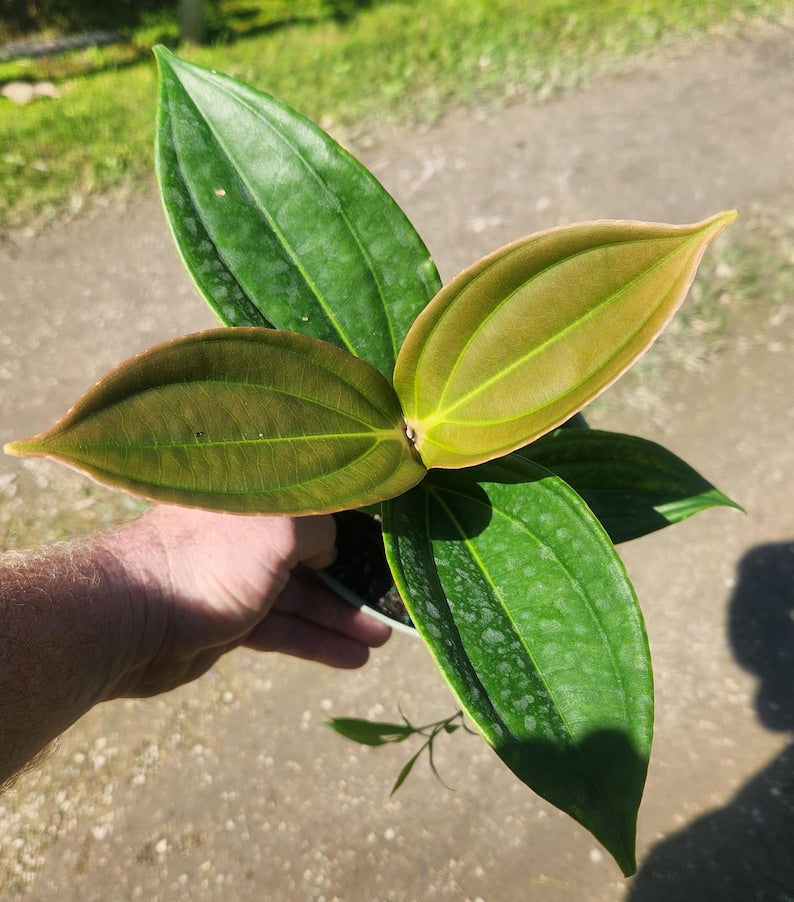 Medinilla myriantha Live Plant - Malaysian Orchid - Outdoor-Grown - Tropical Houseplant for Home Decor