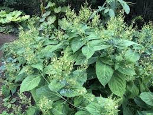 10 Stone Root Plants Bare Root Organic Collinsonia canadensis Perennial Wildflower Transplant for Medicinal Gardening