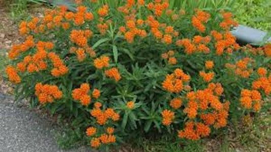 10 Bare Root Butterfly Weed Plants - Asclepias Tuberosa - Native Wildflower Milkweed for Pollinator Gardens