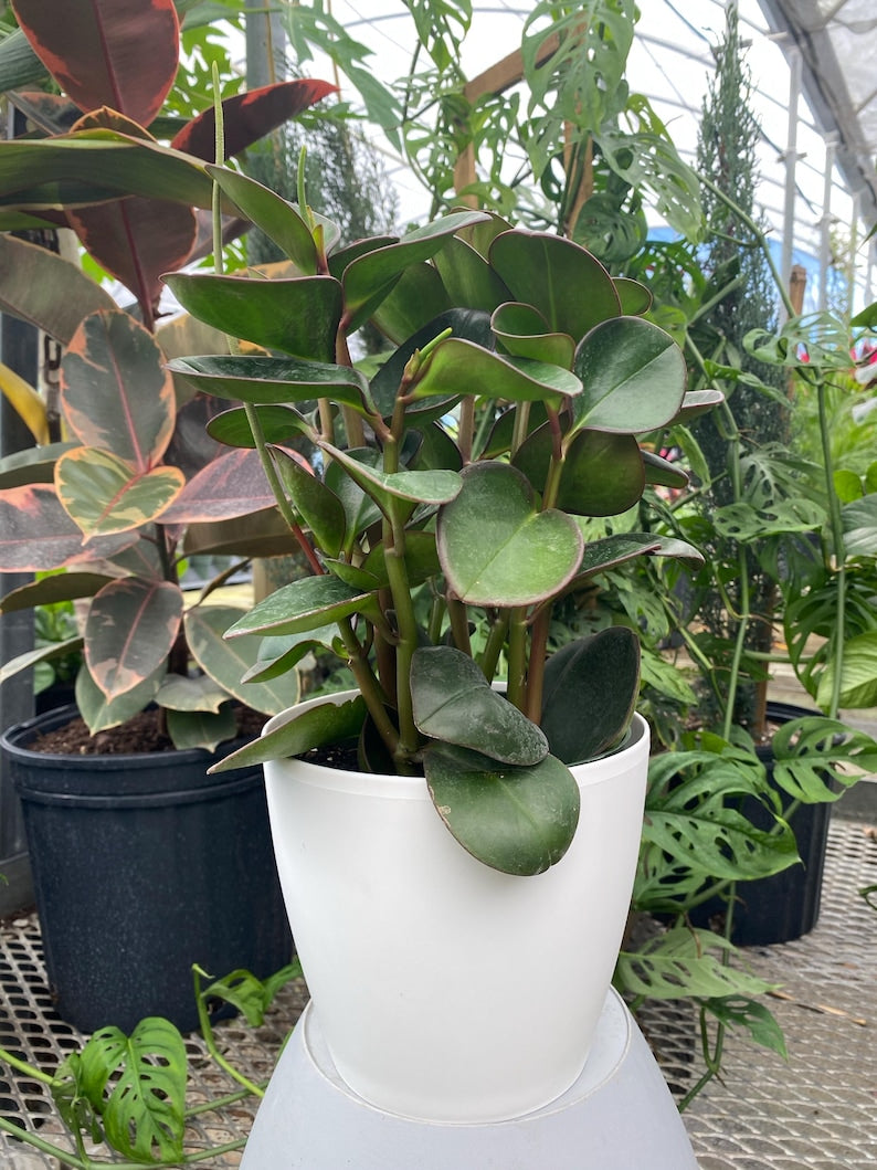 Peperomia Red Edge Plant | Baby Rubber Plant | Peperomia Obtusifolia | Easy Care Indoor Houseplant with Glossy Leaves