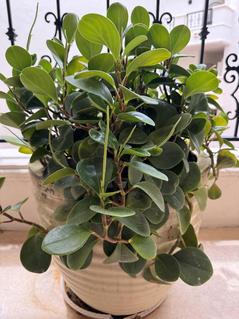 Peperomia Raindrop Houseplant, Coin Leaf Variety, Easy Care Indoor Plant, Peperomia Obtusifolia