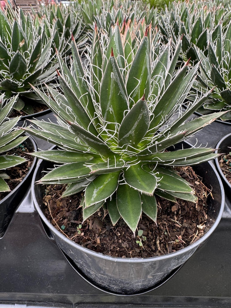 Agave Black Widow Plant - Compact Low Maintenance Succulent, Drought Tolerant, Schidigera Variety, Perfect for Containers