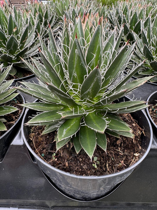 Agave Black Widow Plant - Compact Low Maintenance Succulent, Drought Tolerant, Schidigera Variety, Perfect for Containers