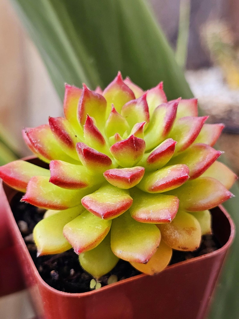 Sedeveria 'Letizia' Succulent Baby Plant - Easy to Propagate, Apple Green with Red Edges - Perfect for Miniature Gardens