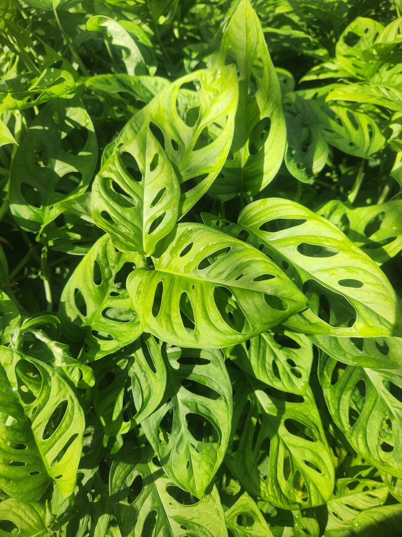 Monstera Adansonii Live Plant - Swiss Cheese Plant - Outdoor Grown - Minor Blemishes - Easy Care Houseplant