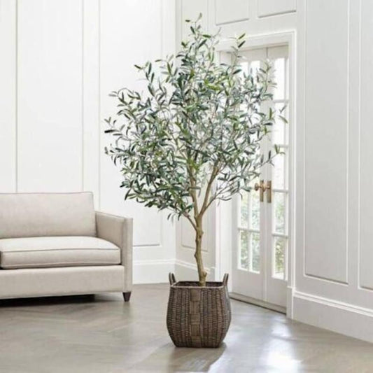 **Arbequina Olive Tree - 1 Gallon - Olea Europaea 'Arbequina' - Homegrown Olives for Indoor/Outdoor Use**