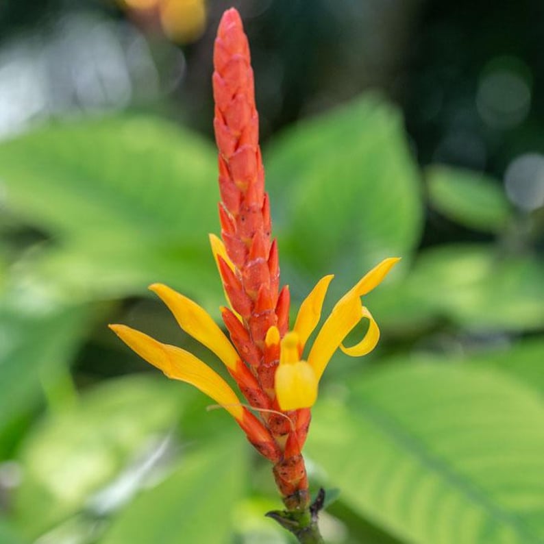 Aphelandra Hartwegiana Plant - 4" Starter Pot - Tropical Red Orange Yellow Bloom Spike - Aphelandra hartwegiana - Ornamental Houseplant