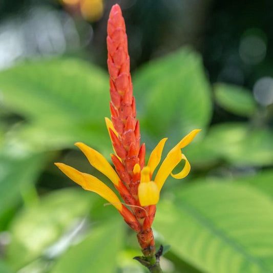 Aphelandra Hartwegiana Plant - 4" Starter Pot - Tropical Red Orange Yellow Bloom Spike - Aphelandra hartwegiana - Ornamental Houseplant