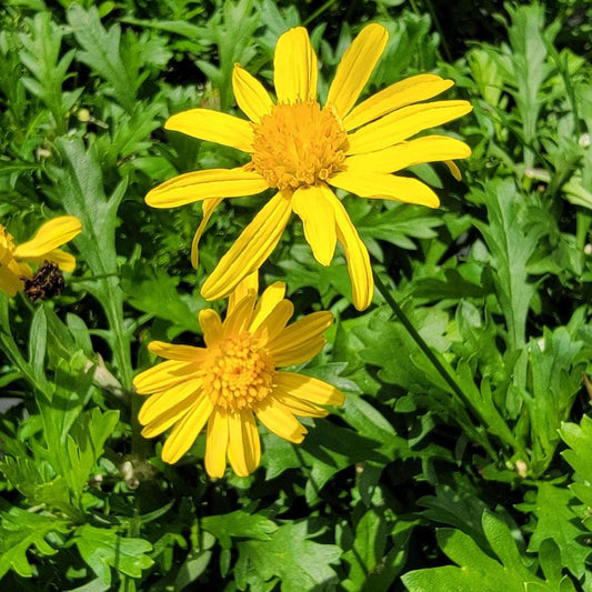 African Bush Daisy Live Plant - Starter Size, Bright Yellow Flowers, Gamolepis chrysanthemum - Prolific Summer Bloomer