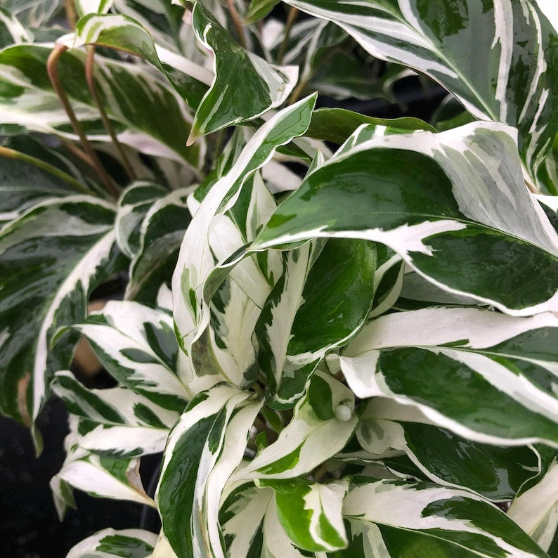 Calathea Fusion Prayer Plant - Rare White Variegated Leaves, Green Lilac - Live Tropical Indoor/Outdoor Plant in 4" Pot