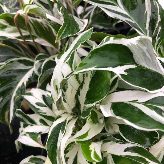 Calathea Fusion Prayer Plant - Rare White Variegated Leaves, Green Lilac - Live Tropical Indoor/Outdoor Plant in 4" Pot
