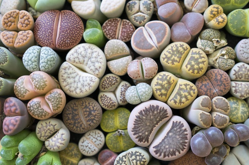 Mixed Lithops Seeds - Pebble Plant Succulent - Living Stone Variety - Aizoaceae - 10 Seeds - South African Plants