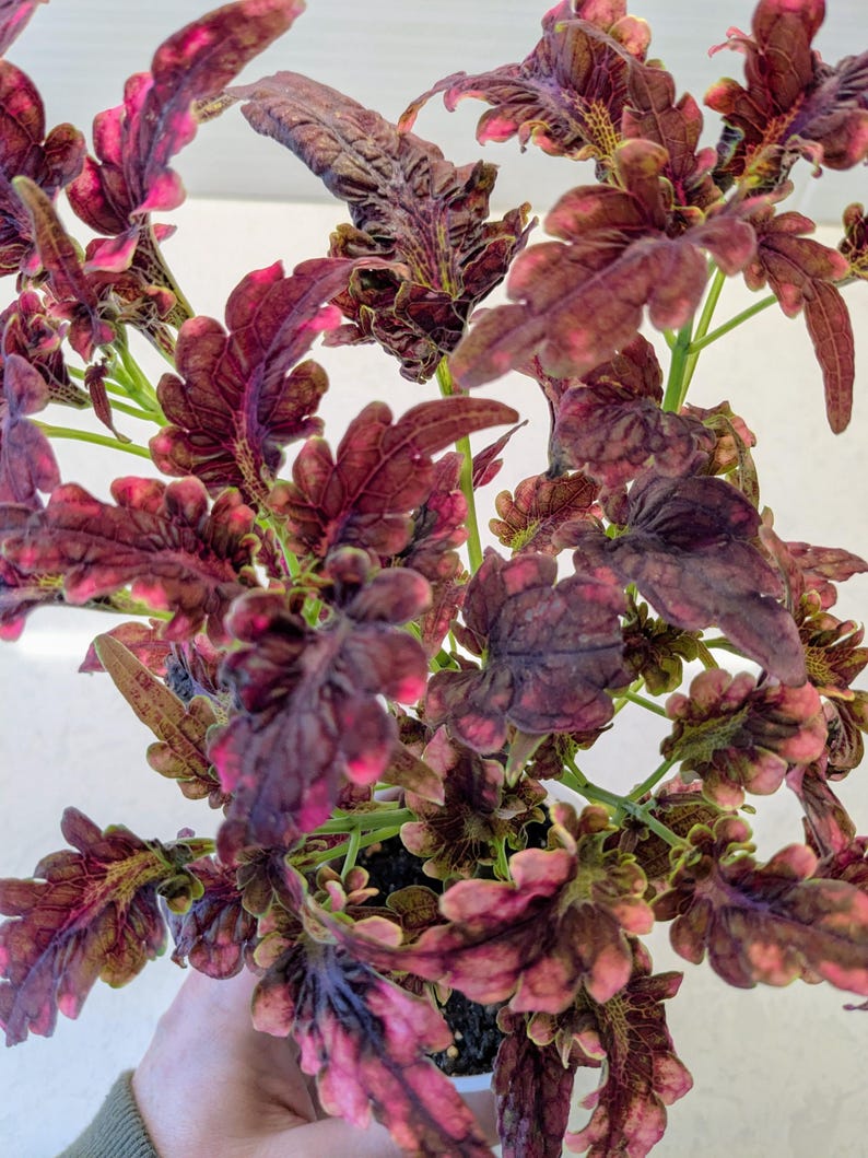 Coleus Plant Starter, 3-5” Black Beauty, Vibrant Ornamental Foliage, Rare Colorful Gift, Solenostemon Scutellarioides