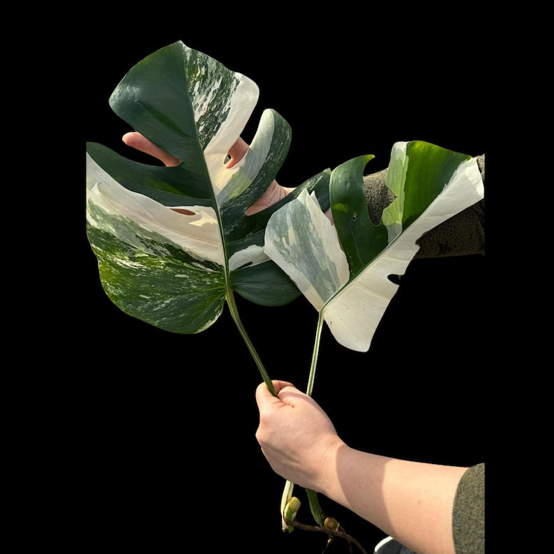 Rare Variegated Monstera Cuttings - Monstera Borsigiana Albo - Unique Indoor Plant - Perfect for Collectors - USA Seller
