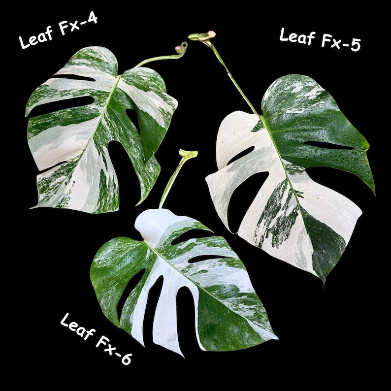 Monstera Albo Plant - Rare Variegated Monstera Borsigiana Albo - Unique Indoor Houseplant - Monstera deliciosa Variegata