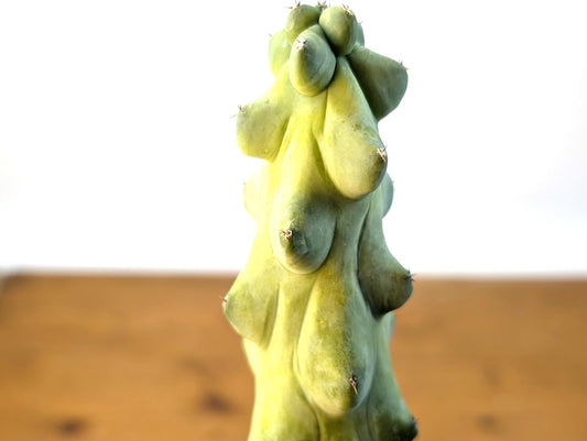 Boobie Cactus 4 Inch Pot Myrtillocactus geometrizans - Exotic Cactus Plant with Free Hoya Krimson Queen Offer