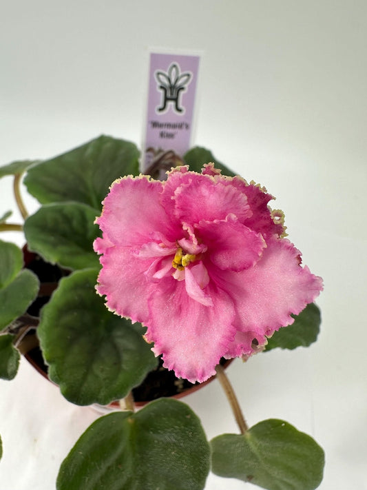 African Violet Plant 4" - Mermaid's Kiss - Live Flowering Houseplant - Saintpaulia