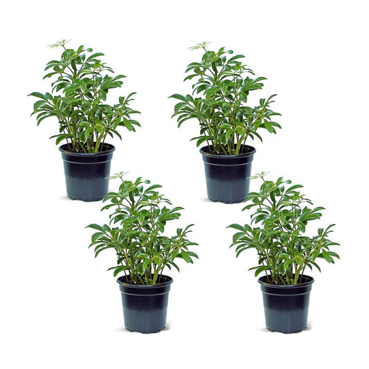 4 Pack Live 4" Pot Arboricola Hawaiian Plant - Schefflera, Dwarf Umbrella Tree, Indoor Houseplant, Gift for Plant Moms