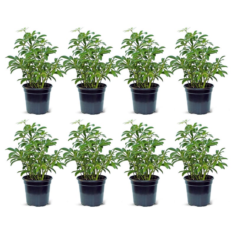 8 Pack Live 4” Pot Arboricola Hawaiian Plant - Schefflera - Dwarf Umbrella Tree - Best-Selling Indoor Houseplant