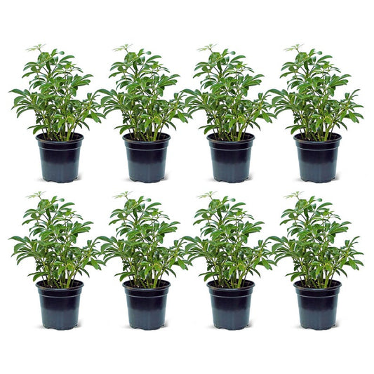 8 Pack Live 4” Pot Arboricola Hawaiian Plant - Schefflera - Dwarf Umbrella Tree - Best-Selling Indoor Houseplant