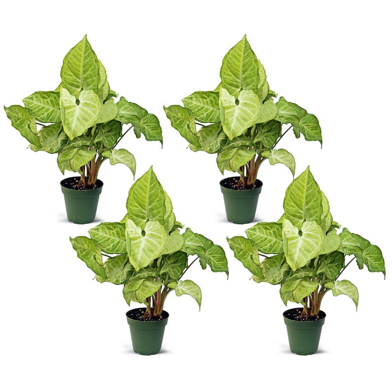 4 Pack Live 4” Syngonium White Butterfly, Arrowhead Plant, Syngonium Podophyllum - Easy Care Office Plant Gift