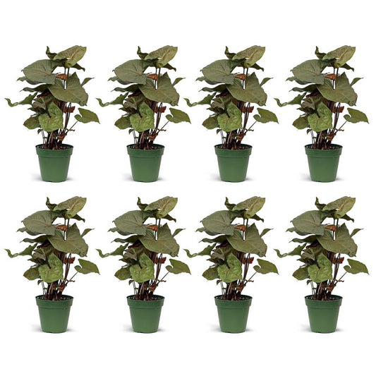 8 Pack Live 4" Syngonium Maria Allusion, Arrowhead Plant - Syngonium Podophyllum, Indoor Plant Gift for Home or Office