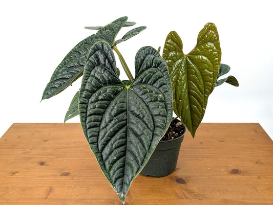XL Anthurium Luxurians Plant in 6 Inch Pot - Deep Textured Leaves - Anthurium andraeanum - Free Hoya Krimson Queen with 3+ Plants