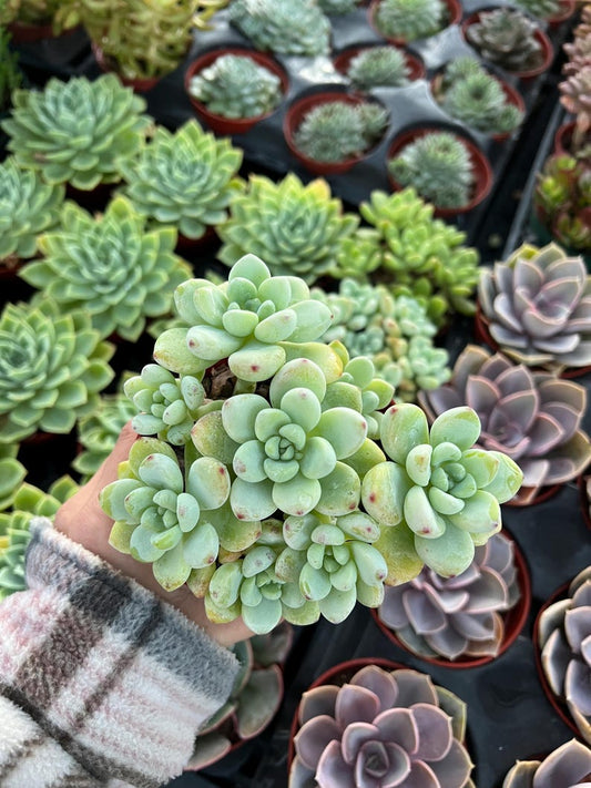4" Sedum Clavatum Succulent Plant - Blushing Stonecrop, Live Potted Plant for Garden Decor, Easy Care Houseplant