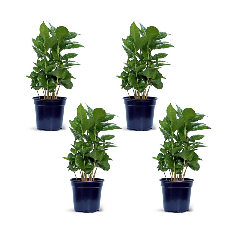 4 Pack Live Coffee Plant 4” Pot, Arabica Indoor Air Purifying Plant, Housewarming Gift - Coffea Arabica