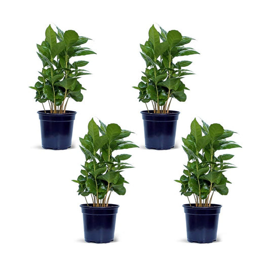 4 Pack Live Coffee Plant 4” Pot, Arabica Indoor Air Purifying Plant, Housewarming Gift - Coffea Arabica