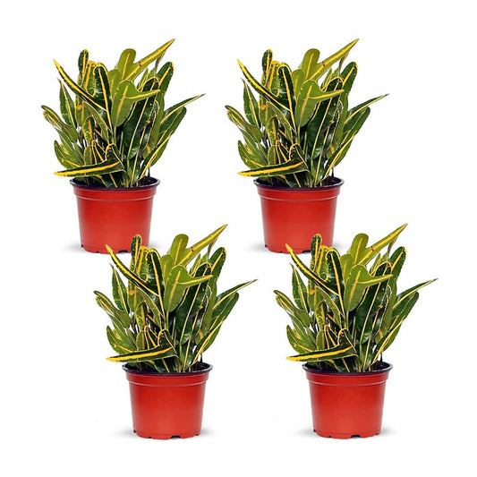 4 Pack Live 4” Banana Croton, Variegated Indoor House Plant, Air Purifying, Codiaeum variegatum, Gardening Gift, Christmas Gift