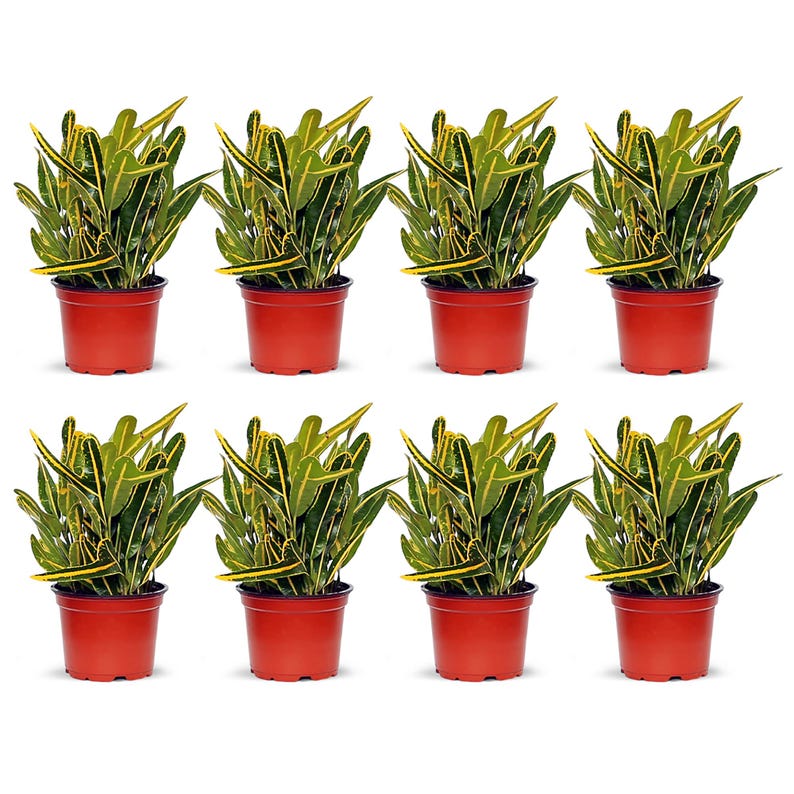 8 Pack Live 4" Pot Banana Croton, Variegated House Plant, Air Purifying Plant, Codiaeum variegatum, Gardening Gift