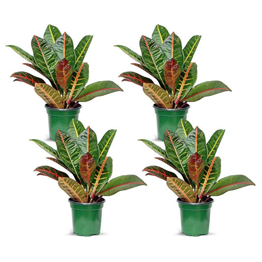 4 Pack Live 4” Pot Croton Petra, Codiaeum Variegatum, Indoor Plant, Garden Croton, Air Purifying, Plant Mom Gift, Office Decor