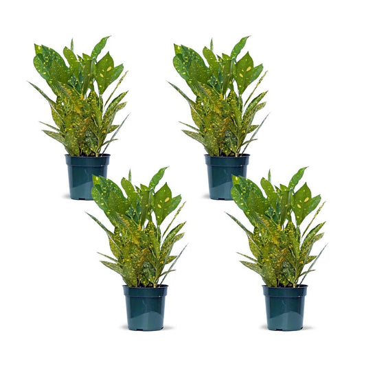 4 Pack Live 4” Pot Gold Dust Croton Indoor Plant Gift - Codiaeum Variegatum “Gold Dust” - Colorful Foliage for Home & Office