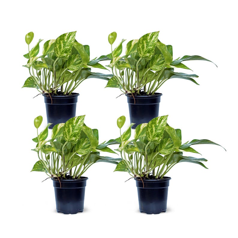 Golden Pothos Plant 4” Pot 4 Pack - Variegated Devil’s Ivy - Easy Care Houseplant - Air Purifying Indoor Plant (Epipremnum aureum)
