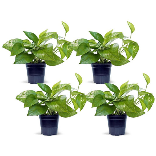 4 Pack Live 4" Pot Jade Pothos, Epipremnum Aureum, Indoor Air Purifying Plant, Easy Care Trailing Houseplant