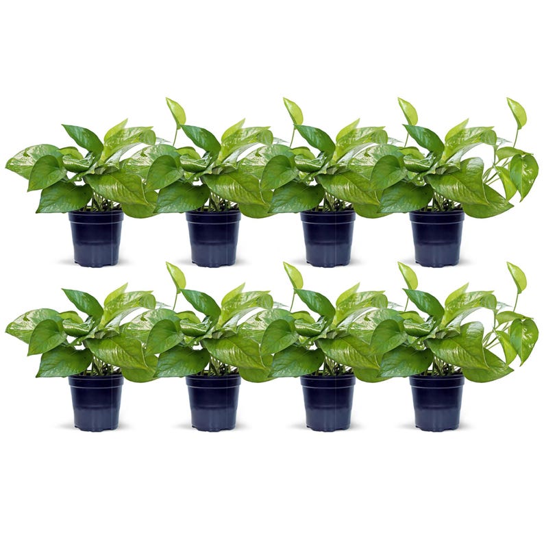 8 Pack Live 4” Pot Jade Pothos Indoor Plant, Epipremnum Aureum, Easy Care Trailing Houseplant, Perfect Gift for Any Occasion