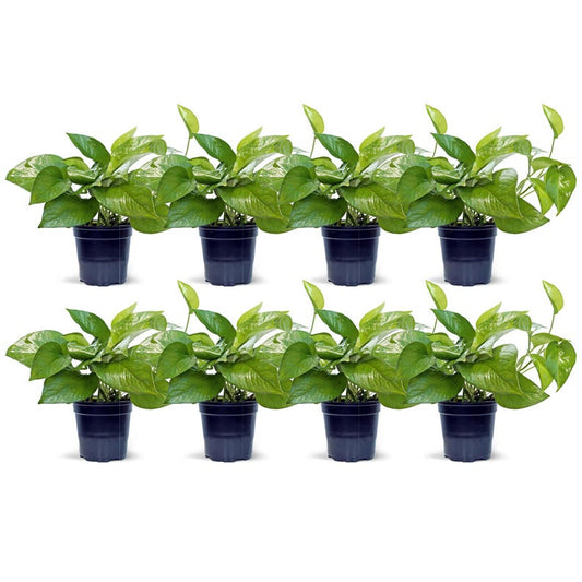 8 Pack Live 4” Pot Jade Pothos Indoor Plant, Epipremnum Aureum, Easy Care Trailing Houseplant, Perfect Gift for Any Occasion