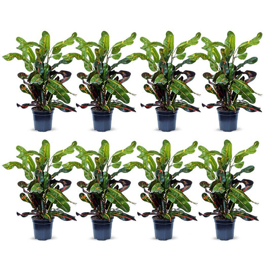8 Pack Live 4" Pot Mammy Croton, Air Purifying Plant, Codiaeum Variegatum “Mammy”, Colorful Foliage, Perfect Gift
